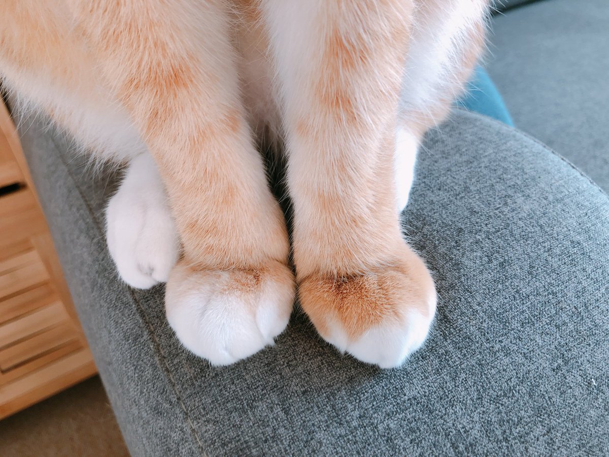 YUJAAAAAAA's tweet image. 집사님들 각 댁의 요런 구도의 냥이 발 사진 좀 부탁드려도 될까요. 그냥 제가 보고싶어서욬ㅋㅋㅋㅋㅋㅋㅋ