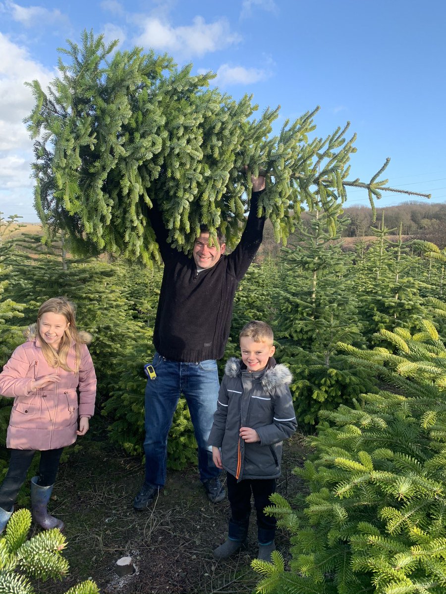 singerinband's tweet photo. @Schofe @hollywills We always cut our tress down directly from@the forest. Such fun and makes it really memorable for the children. https://t.co/iwK60gQLGc