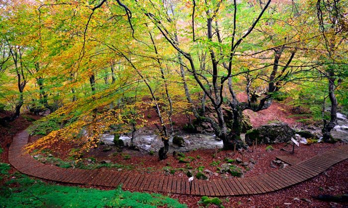 viajeros30's tweet photo. 10 bosques de cuento de hadas para soñar con el #otoño 🍁 en la provincia de #León ¡Pura magia señores! ▶️ https://t.co/Wg6yozrgqC @turisleonesp @As_CuatroValles #LeónlotienesCerca https://t.co/LcH4CHcZSp
