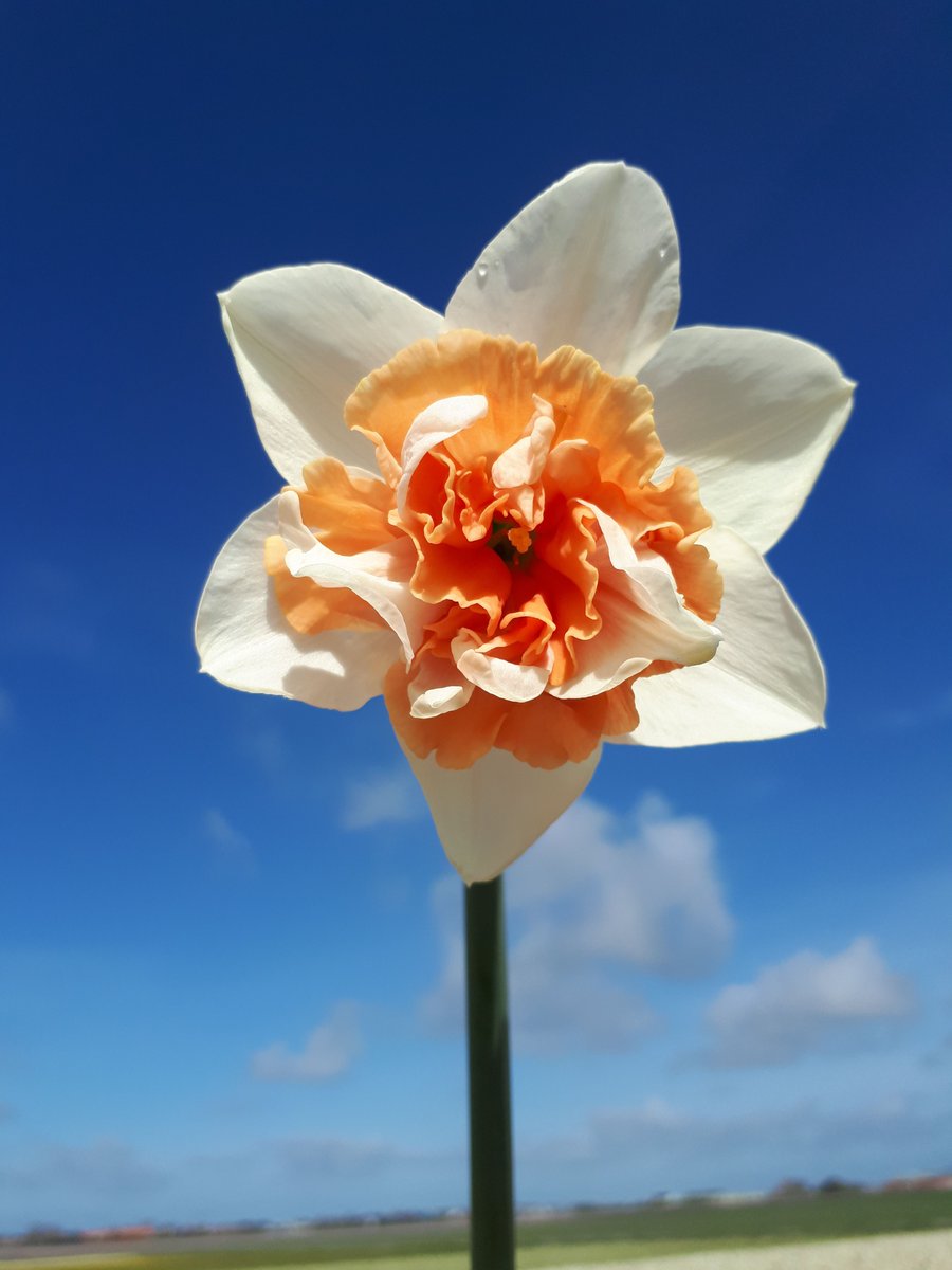 Enjoy your monday with daffodil Candy Princess! #daffodils #Holland #grower #ppennings #plantingtime