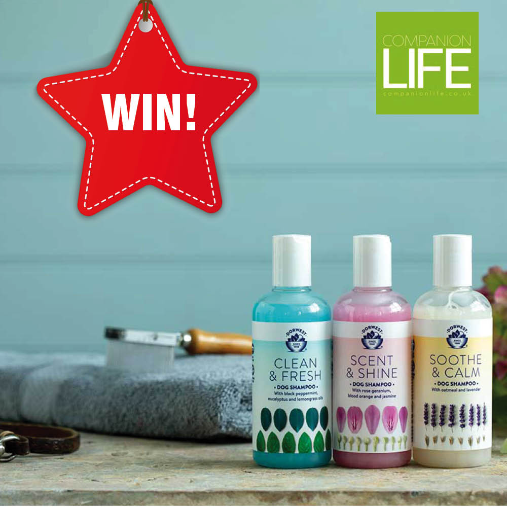 CompanionLifeUK's tweet photo. We've teamed up with @Dorwest to bring you a fabulous giveway as part of our Christmas competition bonaza!

To enter visit our Facebook page here https://t.co/59c7cVw9MK

Competition ends Friday 27 November! Good Luck 👍 https://t.co/0zy0YyQhys