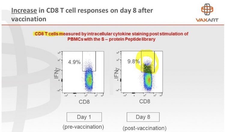 Here are some slides from a recent  $VXRT presentation detailing how their oral vaccine tablet (wrapping up Phase 1 trials this month) is aiming for mucosal immunity and is already showing a strong T-cell response.