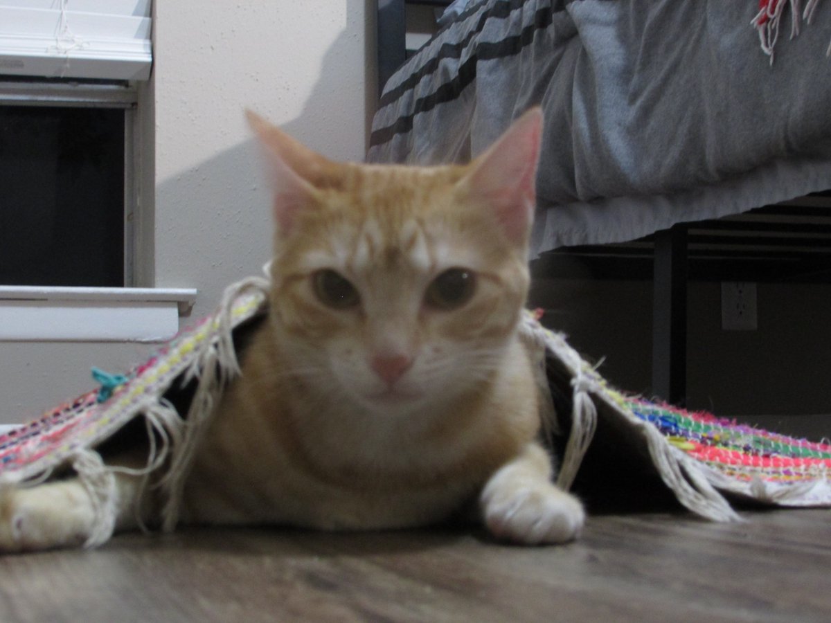 LaveyRayna's tweet photo. @Gaiapatra Its a way of life! Cat pics with a few selfies, and nature pics here and there is the entirety of mine...😻 https://t.co/1pa4KEmVhg