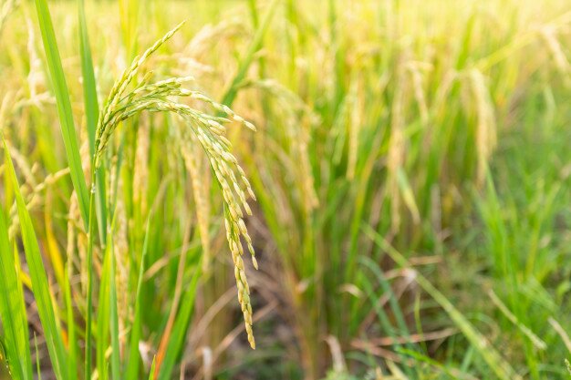 CellulePR's tweet photo. Dans le cadre d'une campagne lancée par le @Pnper_togo dans différentes préfectures‚ 5000 ménages d'agriculteurs bénéficieront de 65000 kg de semences de riz et de maïs. D'une valeur de 37 millions FCFA‚ ces intrants permettront d'emblaver 1500 ha de maïs et 500 ha de riz. https://t.co/YgiXQBOVzY