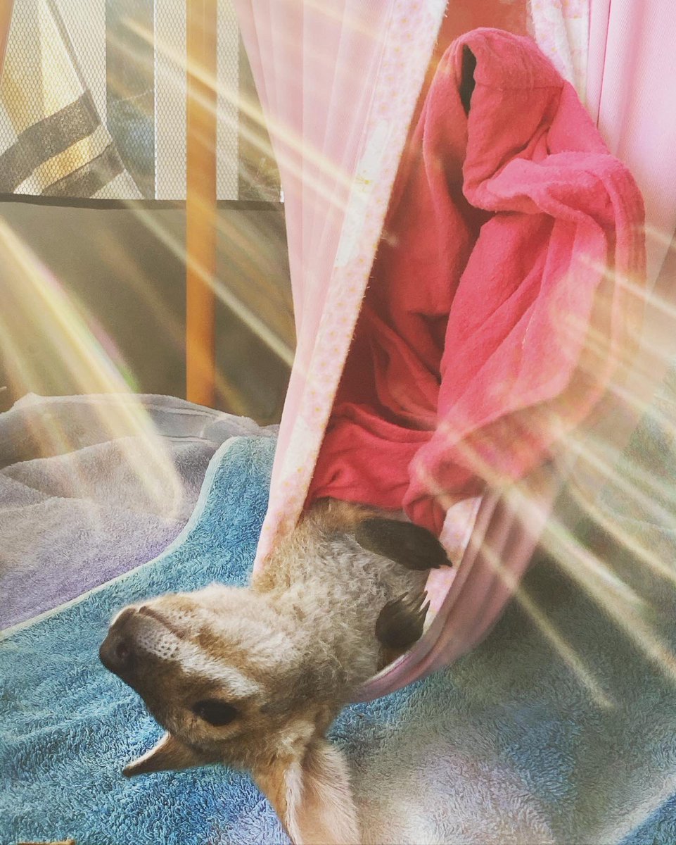 RobertIrwin's tweet photo. Daniel giving us his best angles ☀️ https://t.co/qhLIhOGAHQ