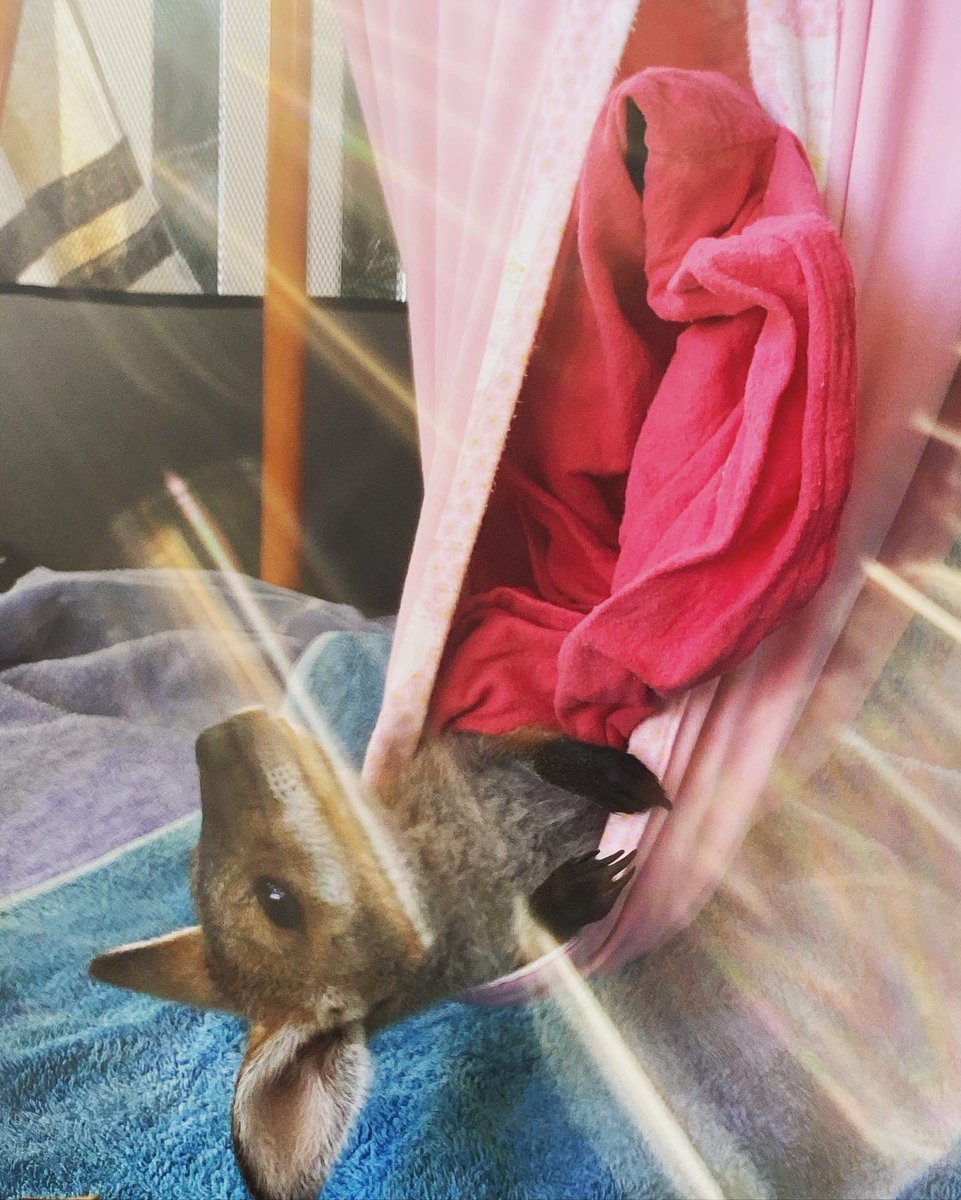 RobertIrwin's tweet photo. Daniel giving us his best angles ☀️ https://t.co/qhLIhOGAHQ
