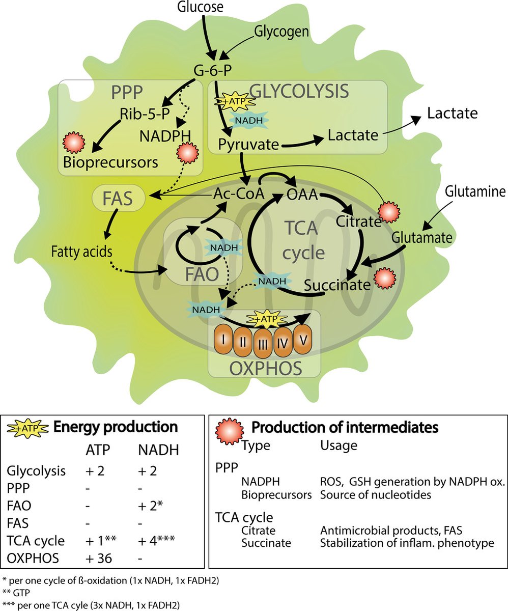 ImmunoMet's tweet photo. Fascinating review

How immune‐cell fate and function are determined by metabolic pathway choice

https://t.co/iIOTihe5mE https://t.co/OMqqXgWTQW