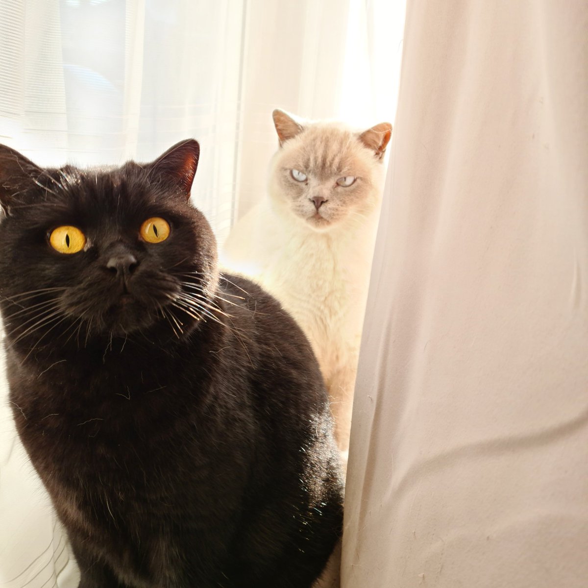 This is a private meeting, can we help you? 🖤💙😾 #CatsOfTwitter #CatsOfTheQuarantine