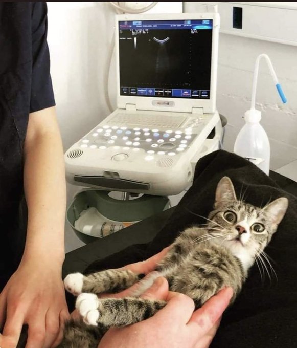 可愛すぎるし　動物にもするのが良い https://t.co/LPHhqbsUYB