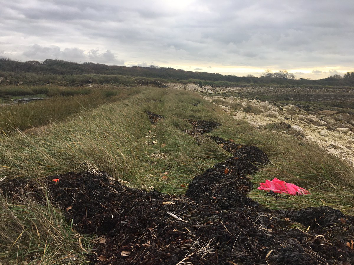 aggie_thompson's tweet photo. A beautiful morning on Hayling Island marred by the sight of litter all over the spits. Not only unsightly, but dangerous to the birds who use them for roosting. Mostly looks to be washed in by the tide &amp; 99% plastic. Please reduce plastic use and recycle/dispose of responsibly💚 https://t.co/Cmn6cNOyzG