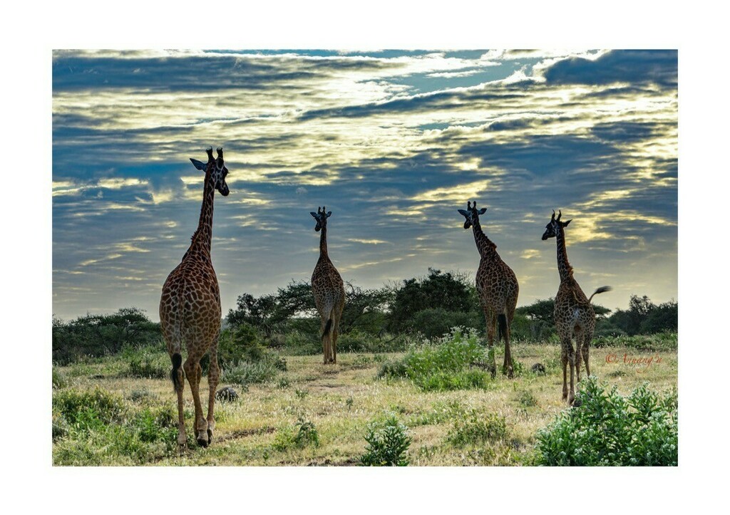 anuanga's tweet photo. Early morning on the way to Park Amboseli. Beautiful Maasai giraffes
*
#giraffe #giraffelovers #amboseli #wildlife #tembeakenya #itssokenya #safari #maasaigiraffe #amboselinationalpark #wildanimals #landscapephotography #beautyofnature #giraffephoto #kil… https://t.co/sVnpDmro8a https://t.co/ZsQqTxEct7