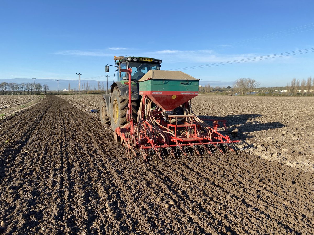 Patience paid off- this potato battlefield at the end of October now drilling quite well in late November sunshine.