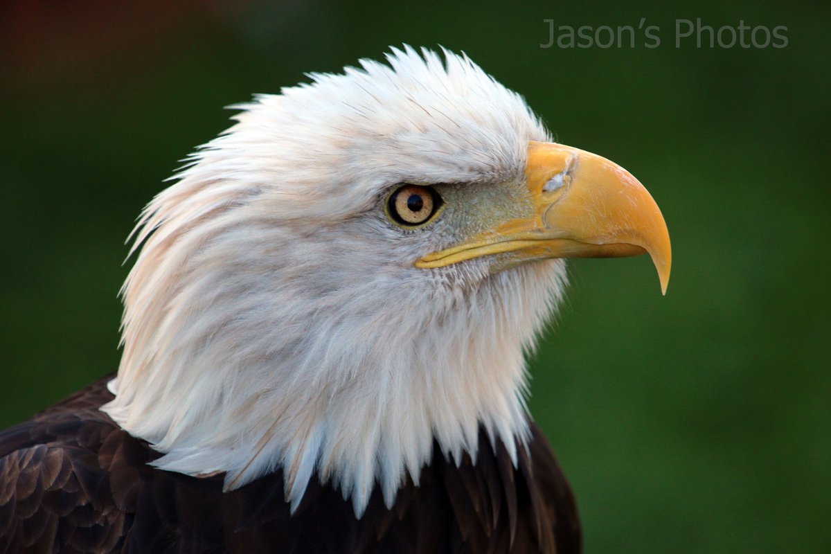JasonMcSpadden's tweet photo. #Bald #Eagle - latest edition to my #etsy shop https://t.co/dmsVdLAaQx 
Any #photo sold from now to Dec. 31 will result in a #donation to #socksforchange
#baldeagle #wildlife #birdofprey #photography #nature #photo #print #animal #photooftheday @the_photobattle https://t.co/hj2F3OWW1X