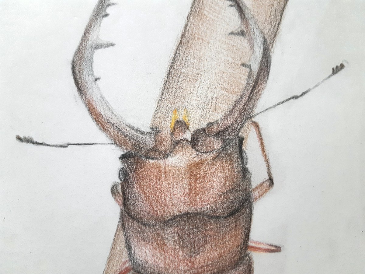 ノコギリクワガタ の注目ツイート イラスト マンガ コスプレ モデル Twoucan