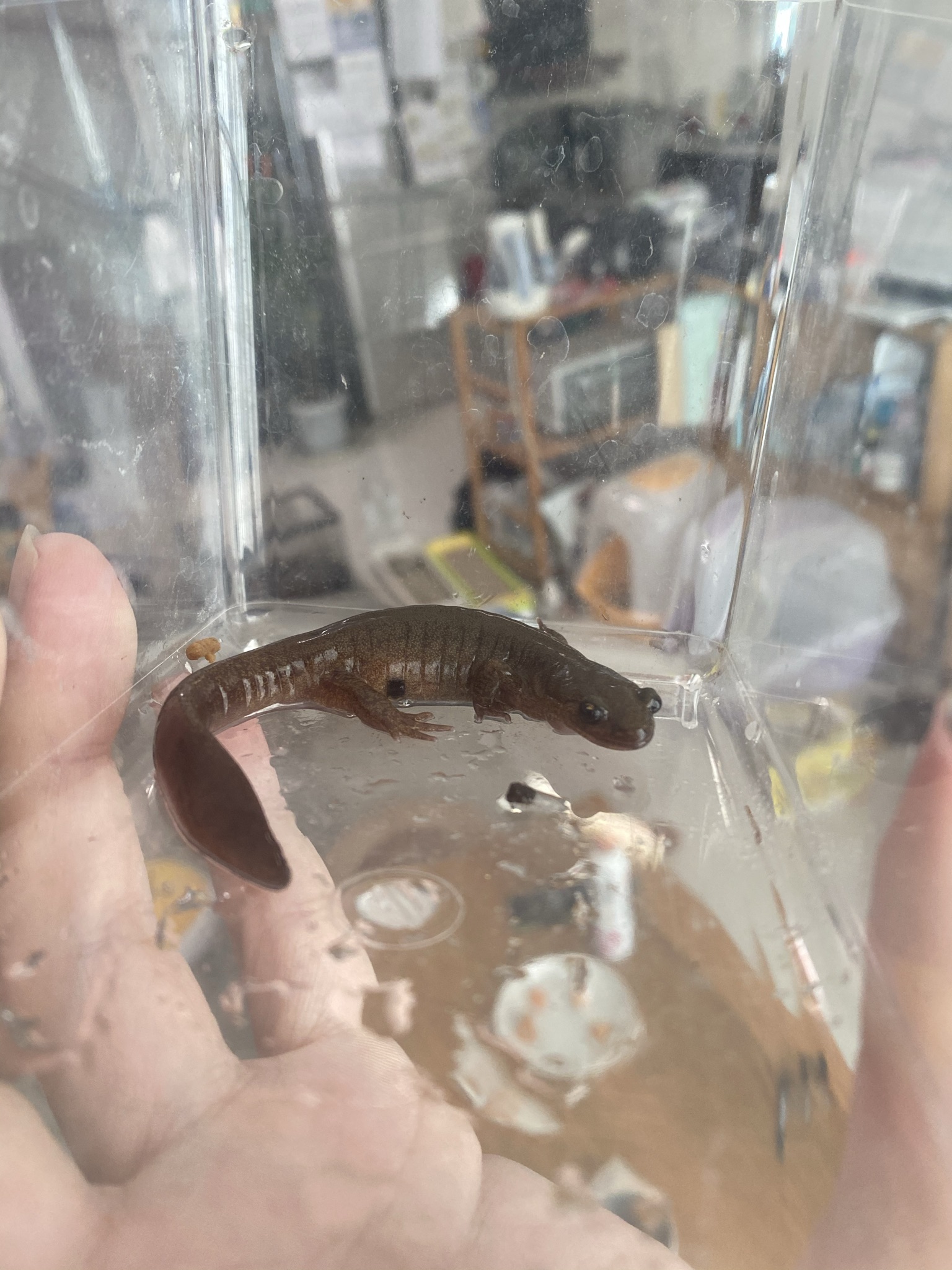 ばいかだ 徳田龍弘 飼育中のエゾサンショウウオの1匹 脇腹に黒い斑点を見つけた 腹側の肋状1区間分に丸 四角い かなり強い黒ずみ 黒ずみの周りには若干発赤が見られます 体の外にある黒い粒はソイルです T Co D4qawszdrz Twitter ばいかだ 徳田龍弘 飼育中のエゾサンショウウオの1匹 脇腹に黒い斑点を見つけた 腹側の肋状1区間分に丸 四角い かなり強い黒ずみ 黒ずみの周りには若干発赤が見られます 体の外にある黒い粒はソイルです T Co D4qawszdrz Twitter