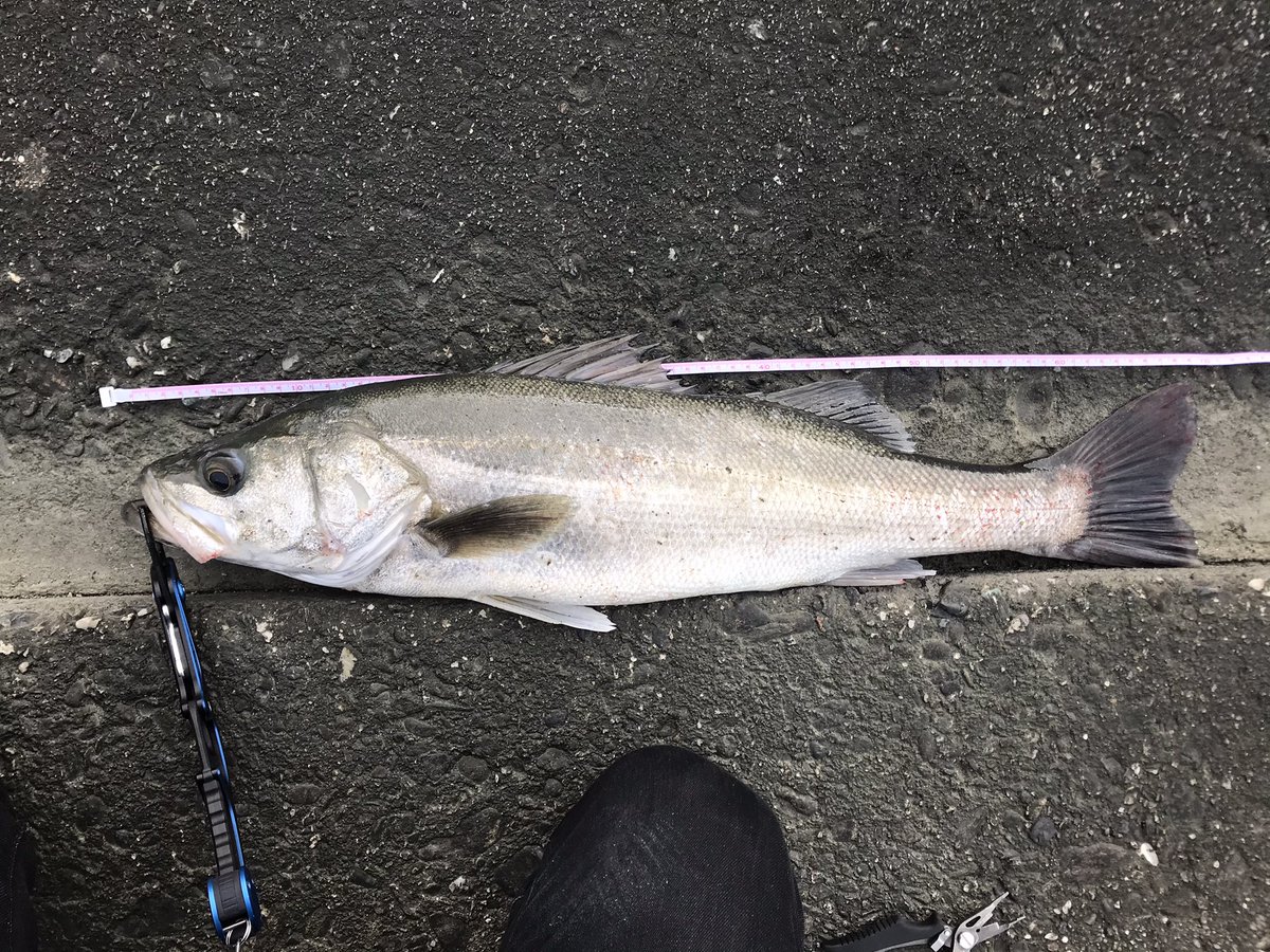 やまちゃん この連休は釣り三昧でした 初ウェーディング 初青物 そして初70シーバス 引き 重さが全然違った 右腕パンパン足ガクガクになりました 笑 目指すはビッグミノー ゼッパーでメーターシーバス 釣ったるど Blueblue バシュート