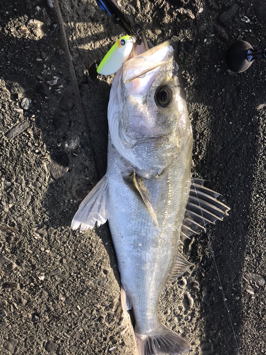 やまちゃん この連休は釣り三昧でした 初ウェーディング 初青物 そして初70シーバス 引き 重さが全然違った 右腕パンパン足ガクガクになりました 笑 目指すはビッグミノー ゼッパーでメーターシーバス 釣ったるど Blueblue バシュート