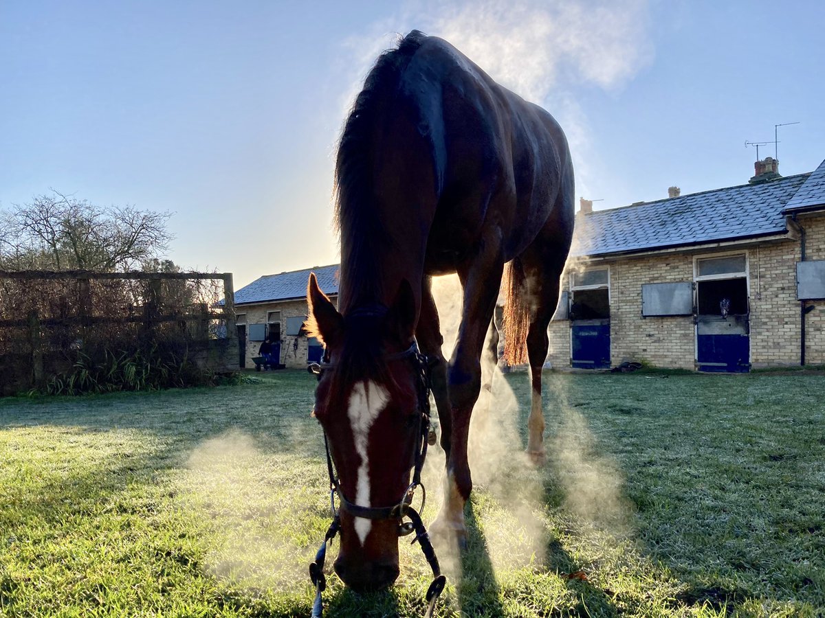 JohnWathenBerry's tweet photo. After all the wet days we’ve had @NewmarketGallop in recent weeks, more than happy to settle for it being a bit colder when we get sunshine like this #Delatite #DasKapital #TurnOfPhrase https://t.co/CQnnPJebQL