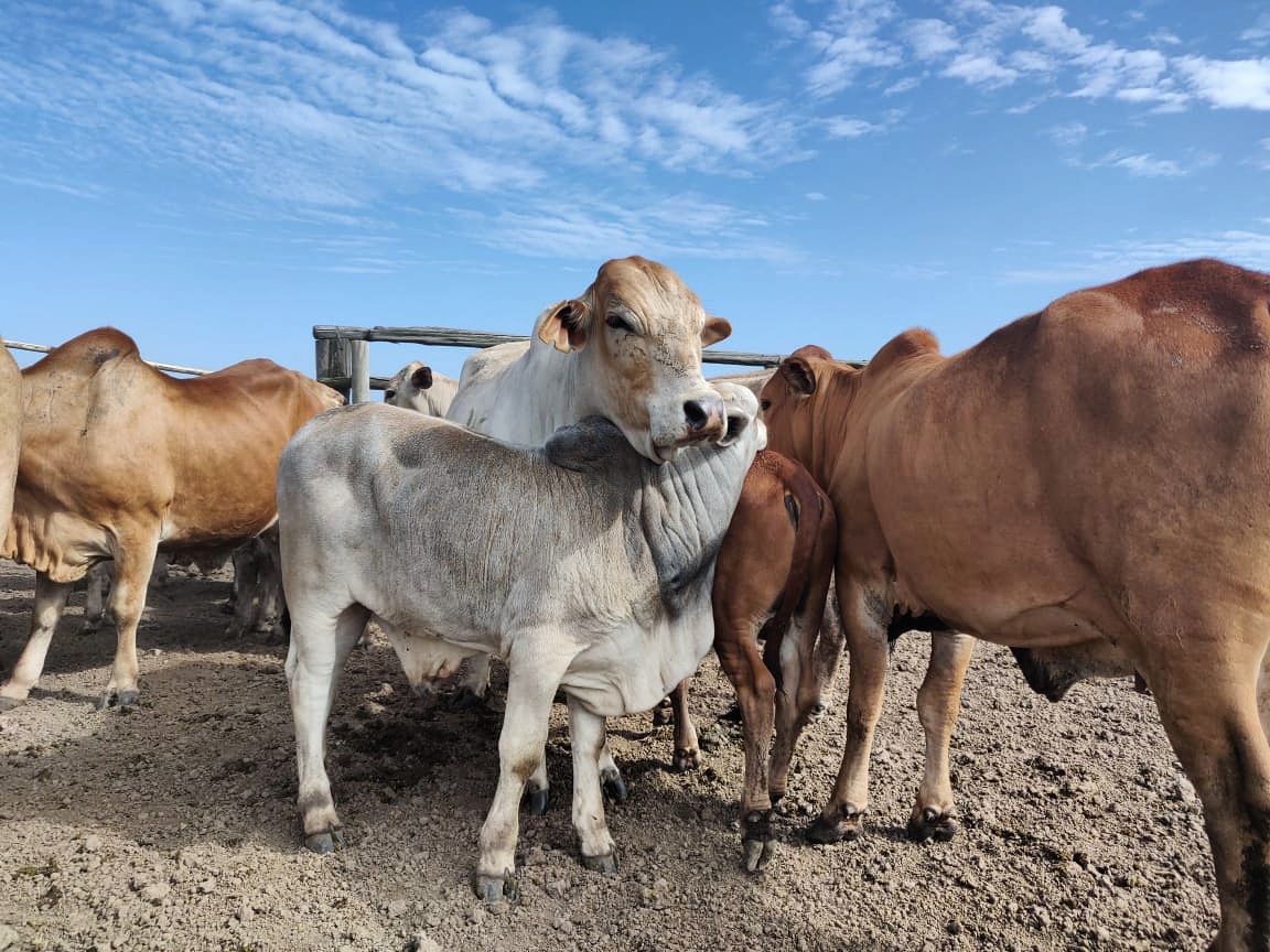 olpejetabeef's tweet photo. Group hugs make Mondays better...
#OlPejetaBeef #Boran #ConservationBeef https://t.co/zqaXZKTIHL