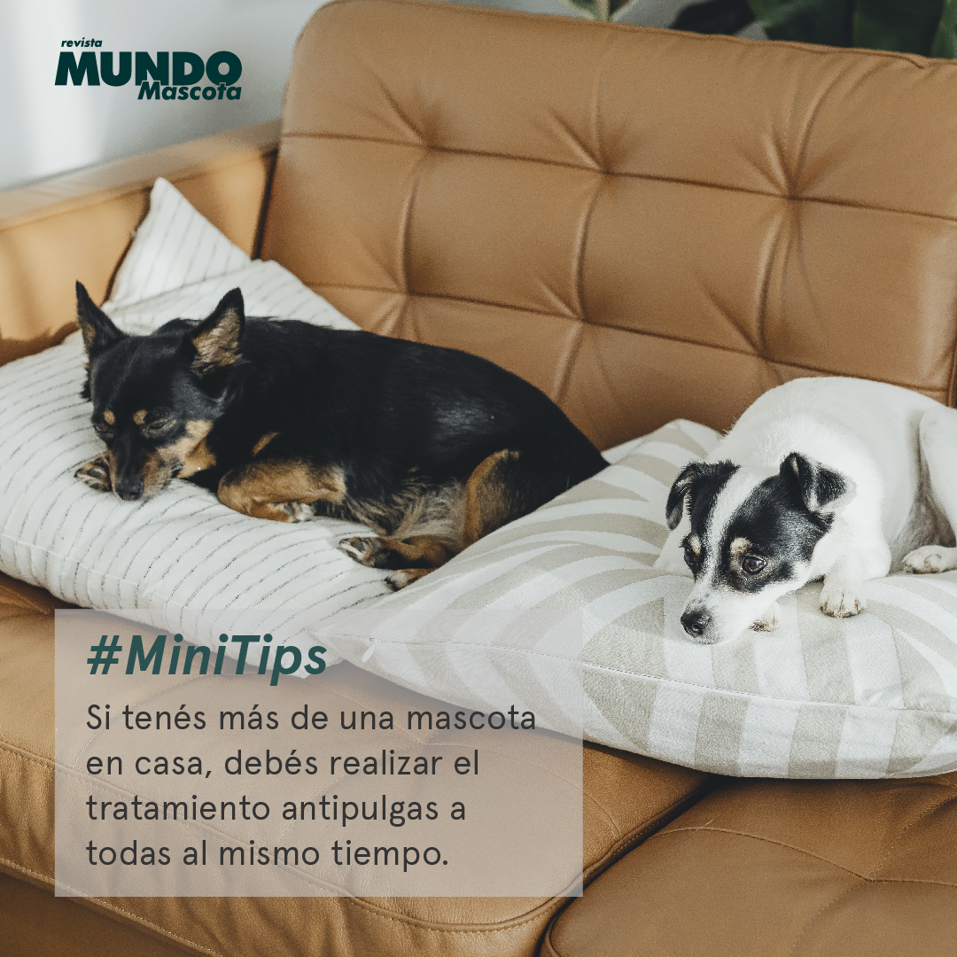 MundoMascota4's tweet image. #MiniTips 🐾
Tener varias mascotas en casa puede ser muy divertido, pero también implica algunos cuidados extra.

Revista Mundo Mascota
mundomascota.com.ar