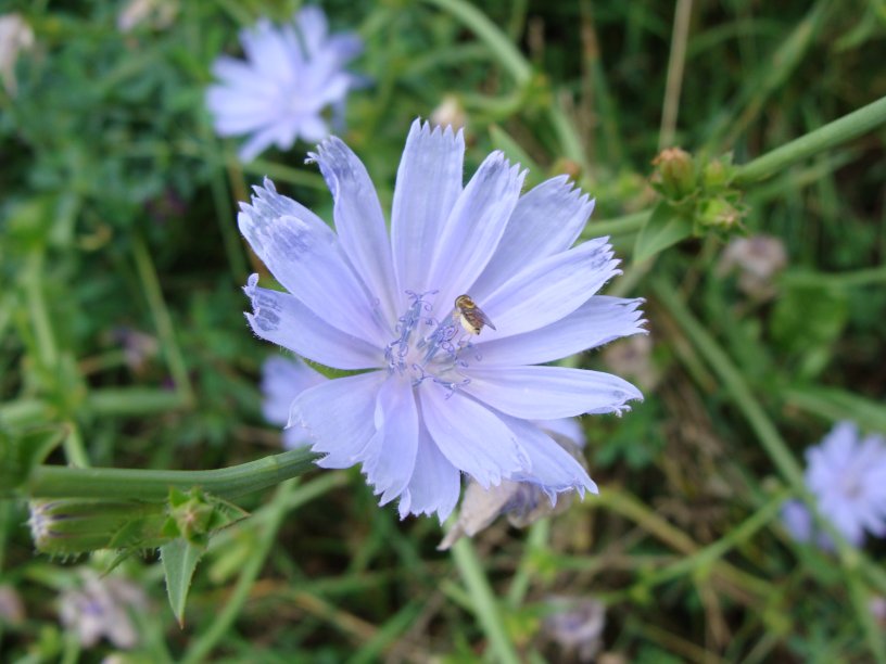 mandahill's tweet photo. @melindahaunton Chicory flower from 2008 with bonus bug. I like the way the florets in the centre of the flower look like mini ionic columns. #JacobinDay https://t.co/aF5t8Vyhy6