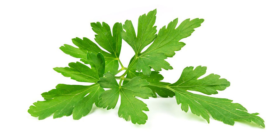 Perejil: Beneficios y propiedades de un vegetal rico en hierro.
> bit.ly/39a5DXB
Vía <a href="/tododisca/">Tododisca</a>