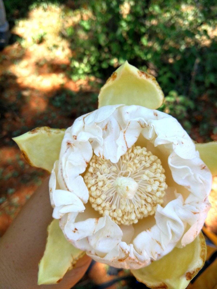 24HOUR FLOWER
The entire flowering cycle of the Baobab flower only lasts 24 hours! Full post on our Facebook page:
facebook.com/57832536884540…