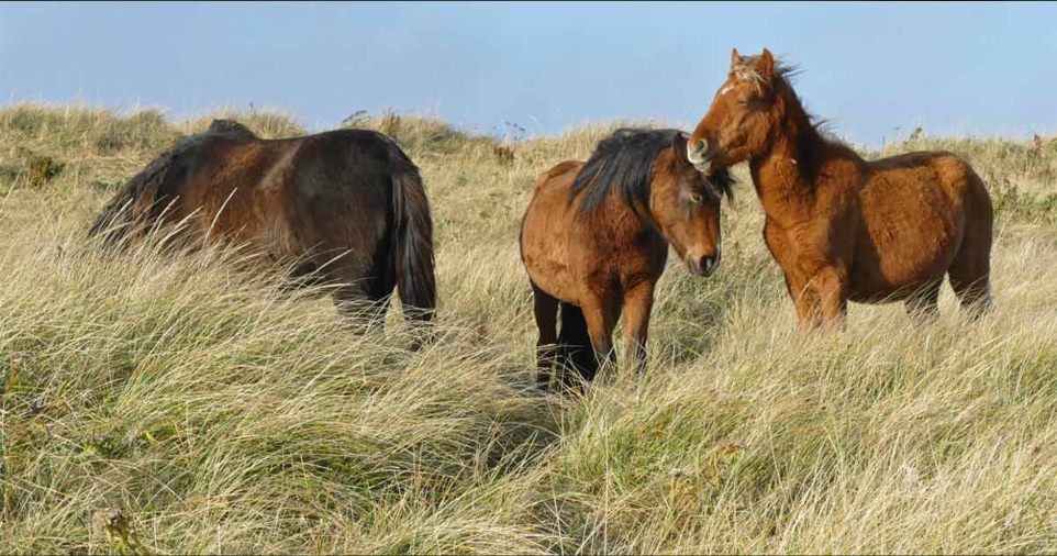 Sable_Institute's tweet photo. (1/3) As in many animals, #grooming behaviours in horses help to keep the coat in good condition. When a horse uses its teeth or a hoof to scratch, or rolls on the ground, or rubs itself on driftwood, the activity is called #autogrooming. Horses also engage in #mutualgrooming. … https://t.co/PuR3LoErhi