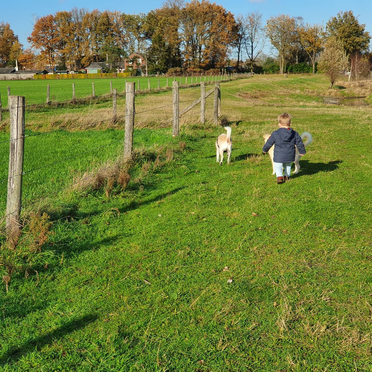 BasEnBobbie's tweet photo. Samen wandelen met onze kleine grote vriend 

Walk together with our little big friend

#wandelen #wandeling #samenwandelen #kleinegrotevriend #grotevriend #broertjes #walking #walk #walktogether #littlebigfriend #bigfriend #brothers #rescuedog #rescuedogs https://t.co/1Tz2IeQpQx