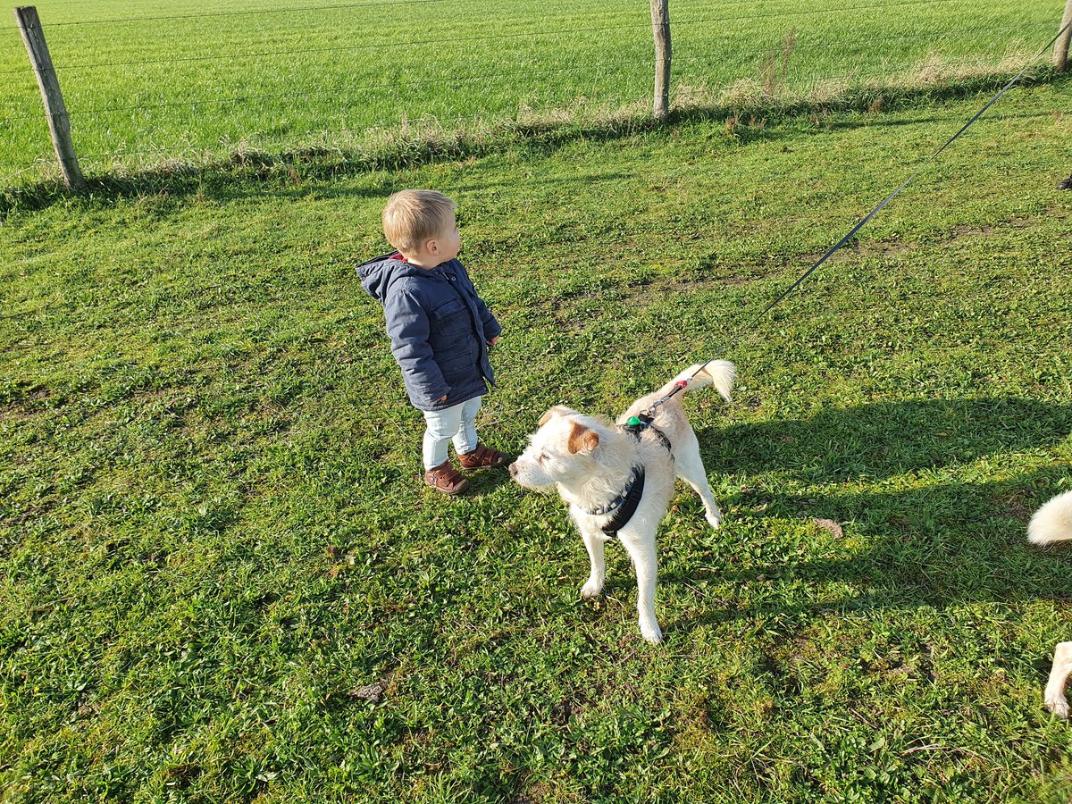 BasEnBobbie's tweet photo. Samen wandelen met onze kleine grote vriend 

Walk together with our little big friend

#wandelen #wandeling #samenwandelen #kleinegrotevriend #grotevriend #broertjes #walking #walk #walktogether #littlebigfriend #bigfriend #brothers #rescuedog #rescuedogs https://t.co/1Tz2IeQpQx