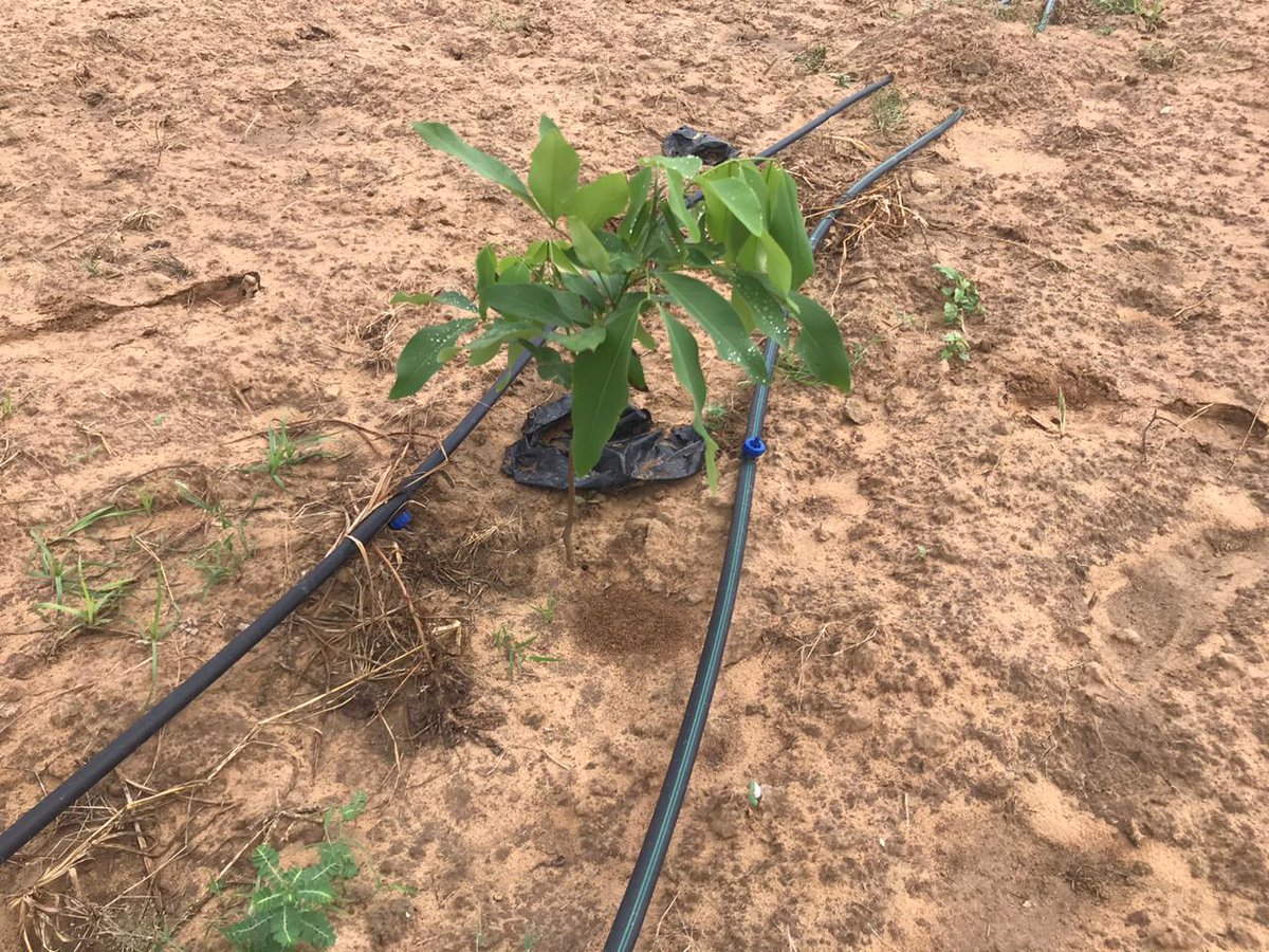 o2hgroup's tweet photo. We are pleased to share that the o2h group has accomplished its goal of planting ten thousand trees across various regions of Gujarat in collaboration with VSSM and The Ahmedabad Project.
Read full press release - https://t.co/UvlNjsovS0
#o2hcommunity #sustainabledevelopment https://t.co/3lne2oF7pM