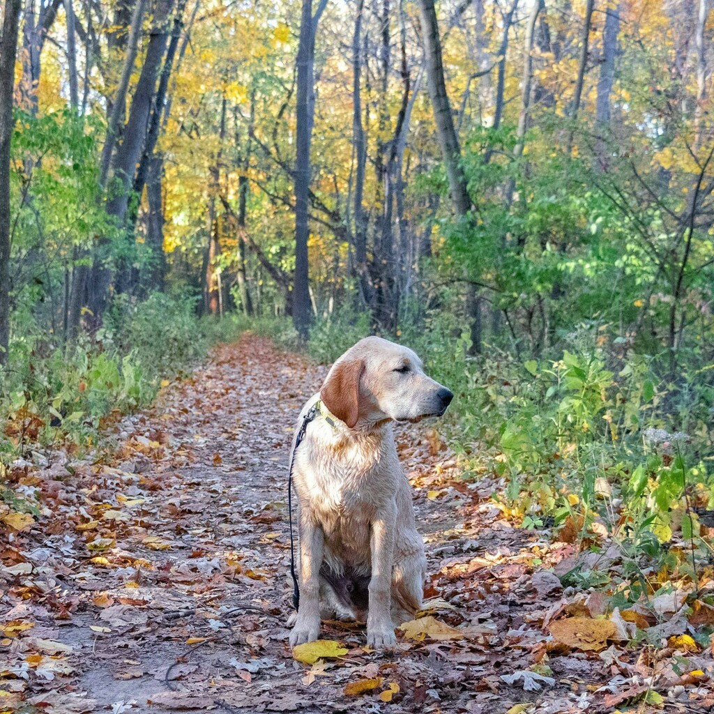 CacheGeoDog tweet picture