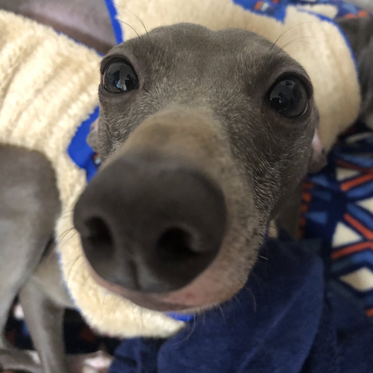マルコとアンナ イタグレ夫婦 Greyhoundmarco Twitter