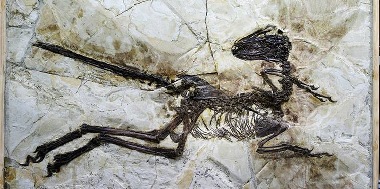ThePalAss's tweet photo. TOMORROW! 18.00 GMT, @SteveBrusatte's talk on 'The Rise and Fall of the Dinosaurs' hosted by the @MiningInstitute and part of the @geolsoc #YearofLife. Join us online!
https://t.co/yY5BBmIu5x https://t.co/fCMOEZGnjH