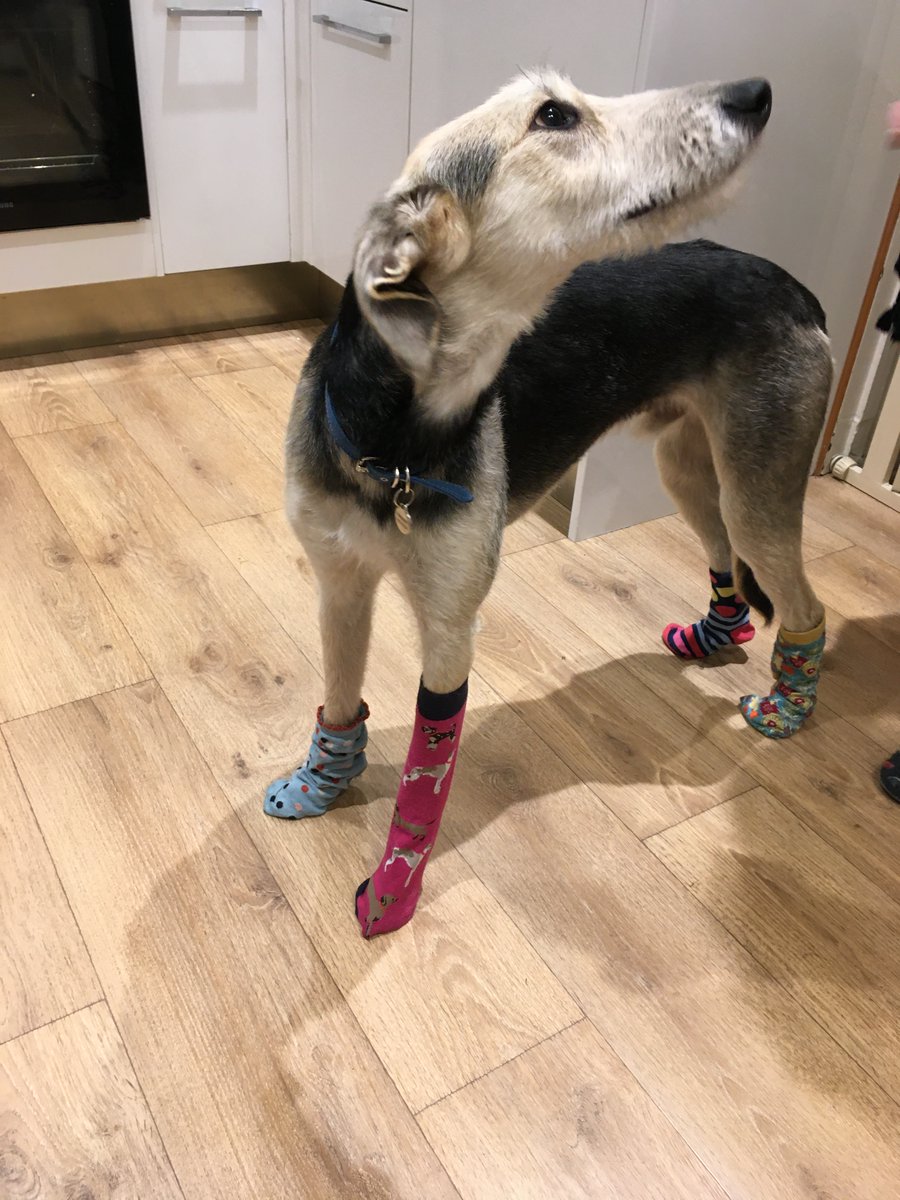 QueensCollegeW1's tweet photo. We love that our College Nurse's dog, Basil, has joined in celebrating our #oddsocksday #dogsinsocks https://t.co/pRCCivzwSr