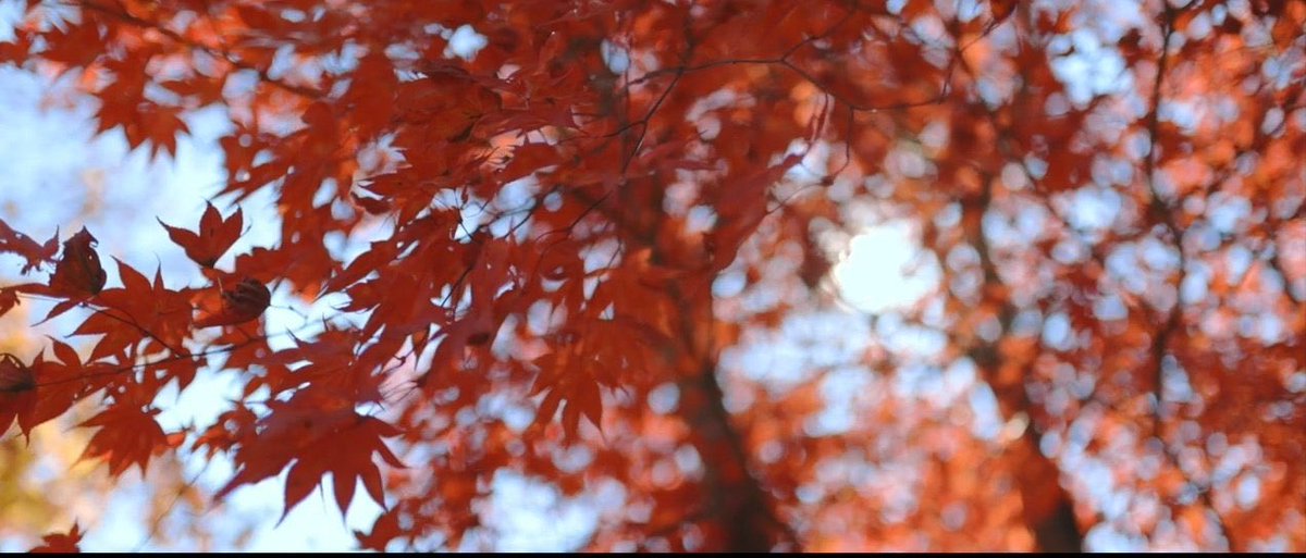 chanelstann's tweet photo. I think we can all say that Autumn is his favorite season? 🍁 

#LastFall https://t.co/bbvYkUNbOb