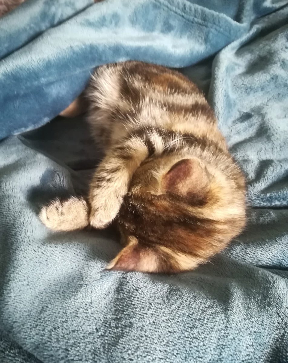 helpingthepaw's tweet photo. HAPPILY EVER AFTER... GRIFFIN!
Look at little Griffin (was Monkey) happy as can be in her wonderful forever home! Her new brother Orange already loves her so much, best buds for life!
#adoptdontshop #catsofcapetown #helpingthepaw https://t.co/MpAdLF8Taq