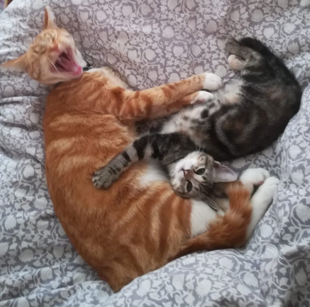 helpingthepaw's tweet photo. HAPPILY EVER AFTER... GRIFFIN!
Look at little Griffin (was Monkey) happy as can be in her wonderful forever home! Her new brother Orange already loves her so much, best buds for life!
#adoptdontshop #catsofcapetown #helpingthepaw https://t.co/MpAdLF8Taq