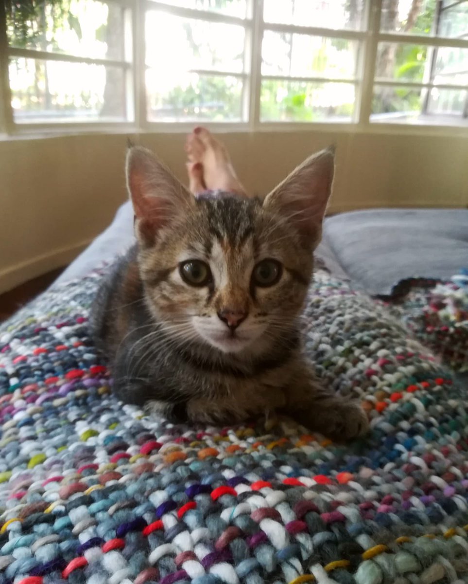 helpingthepaw's tweet photo. HAPPILY EVER AFTER... GRIFFIN!
Look at little Griffin (was Monkey) happy as can be in her wonderful forever home! Her new brother Orange already loves her so much, best buds for life!
#adoptdontshop #catsofcapetown #helpingthepaw https://t.co/MpAdLF8Taq
