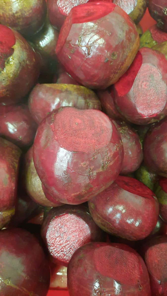 Een nieuwe lading rode biet is gearriveerd van De Wassende Maan. Vers van het veld.
Klaar om verwerkt te worden in de Kinowa burger.

Wist je dat de rode biet bij ons geroosterd wordt zodat die lekker zoet wordt van smaak?
#rodebiet #lokaal #korteketen #bio #veggie  #wassendemaan