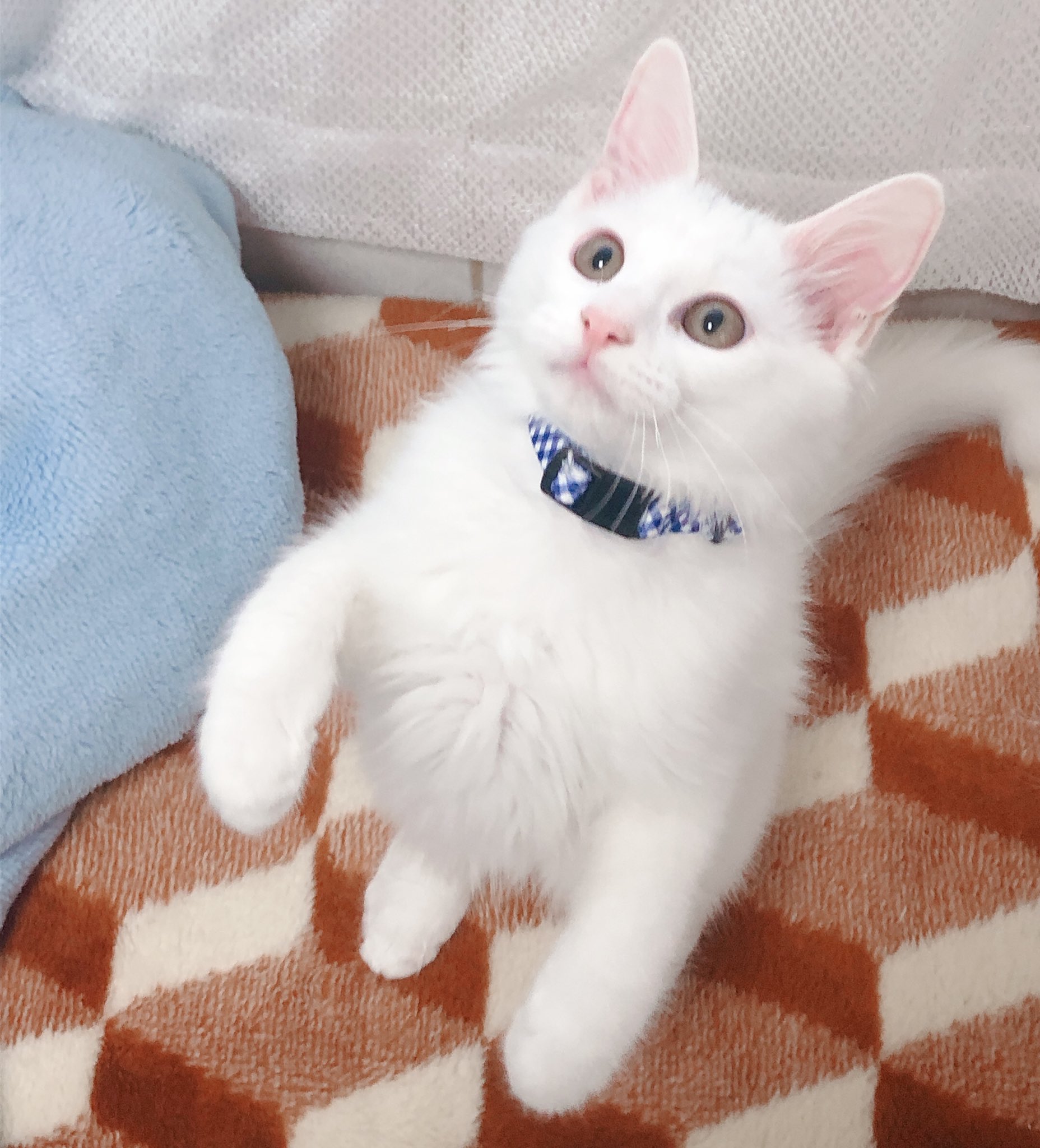 猫おもしろ画像 Twitter Search Twitter