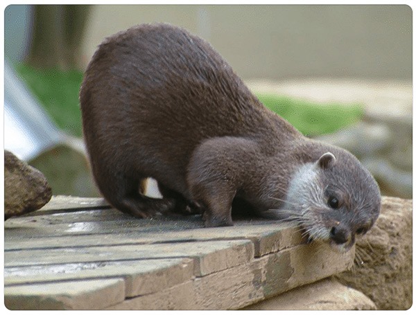 In_Otter_News2's tweet photo. Steve is the kinda guy that comes to your house and tells you your decking isn't level. https://t.co/Rrqzo2P2TN