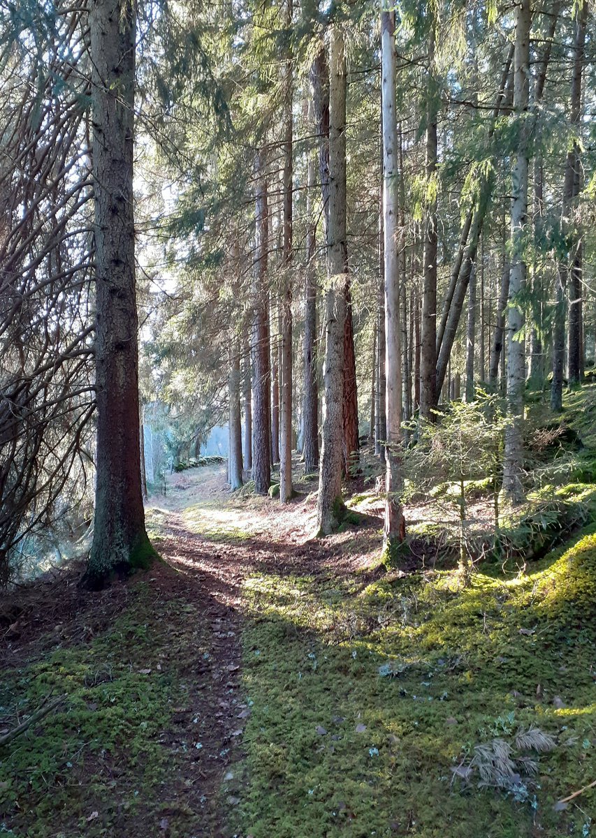 bevakarn's tweet photo. Ute och går, vackert idag. #höstenärenhärligtid #Hedared https://t.co/xvBGDTBmXa