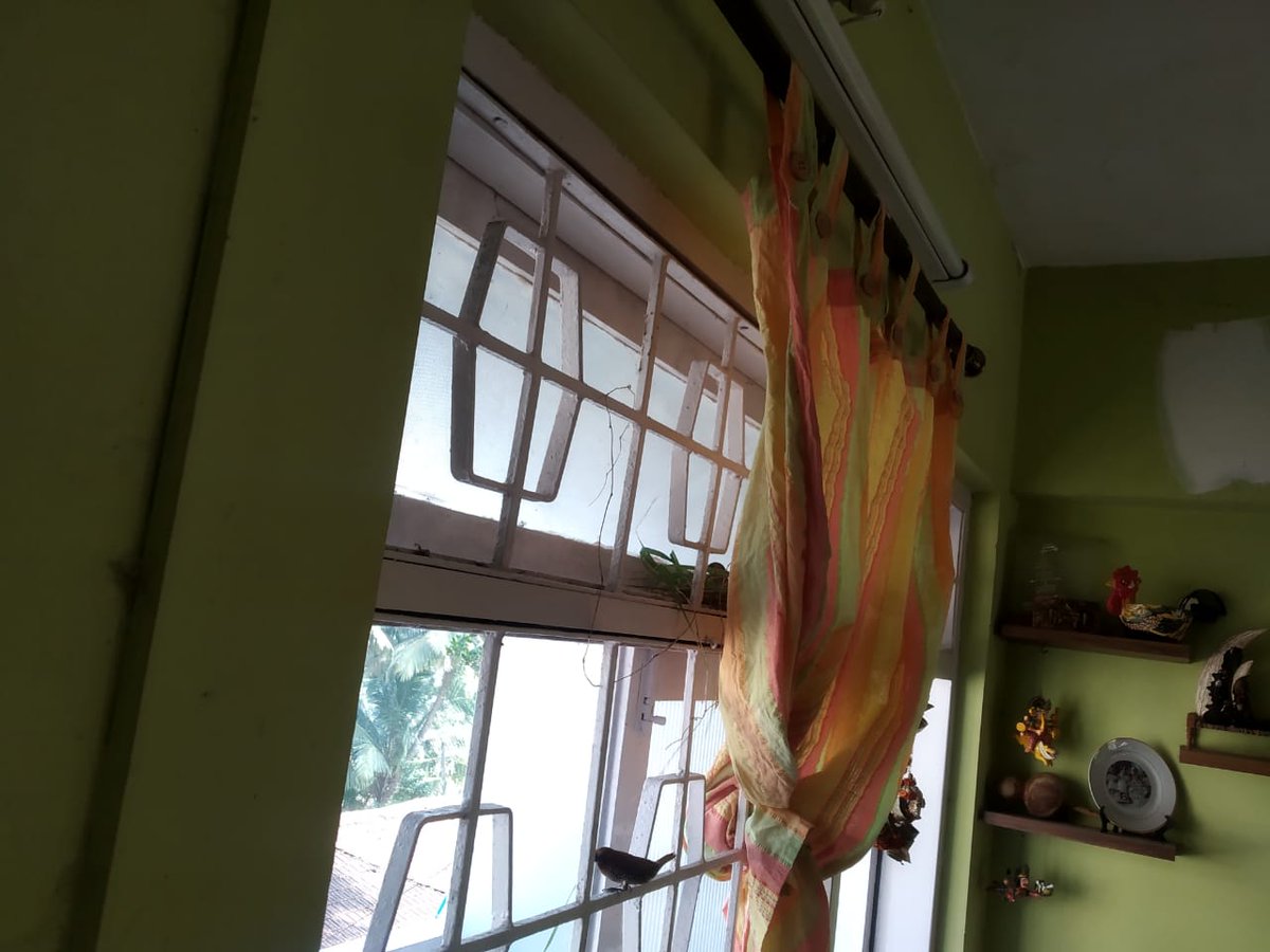 SONIAKUKS's tweet photo. @shyamprasadr2 @IndiAves Hey. These scaly breasted munias have built a cute nest in my house, in the living room. You can see one on the window-grill; and another in the nest. These was some days back. The nest has become much bigger now. and completely enclosed. @sidkuks https://t.co/nM0WO74KZO
