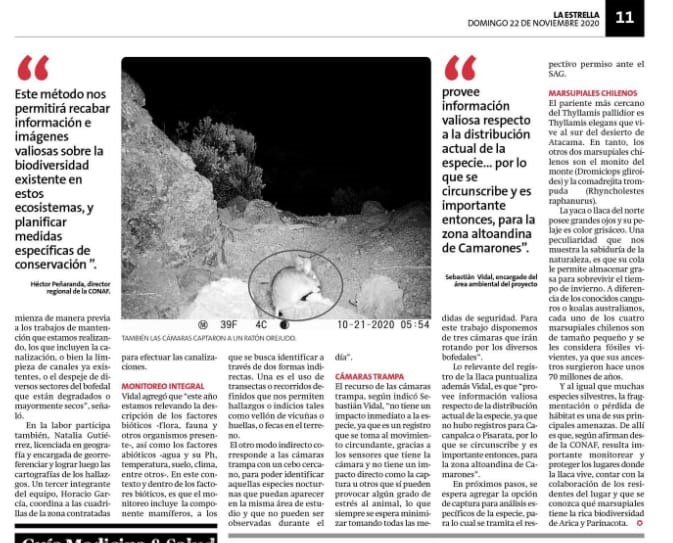 conaf_minagri's tweet photo. #CONAFArica | El diario La Estrella de Arica destacó el registro de la #llaca del norte, gracias a la instalación de cámaras trampa o de monitoreo, en la Región de #Arica y #Parinacota. Además, también se logró el registro de un ratón orejudo del norte. https://t.co/M9I3dHXdJz
