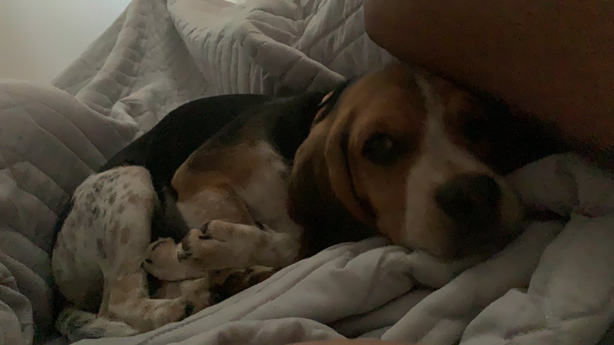 Necesito un buddy de caminatas porque en las mañanas pongo la alarma a las 6am pero Aurelio se viene a acurrucar con nosotros y no vamos a ningún lado