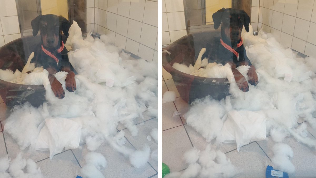 DogsTrust_IE's tweet photo. Biggie swears he doesn’t know what happened! Said the bed just kind of...exploded?🤷#WasntMe #WednesdayMotivation https://t.co/8hhldQmKmG