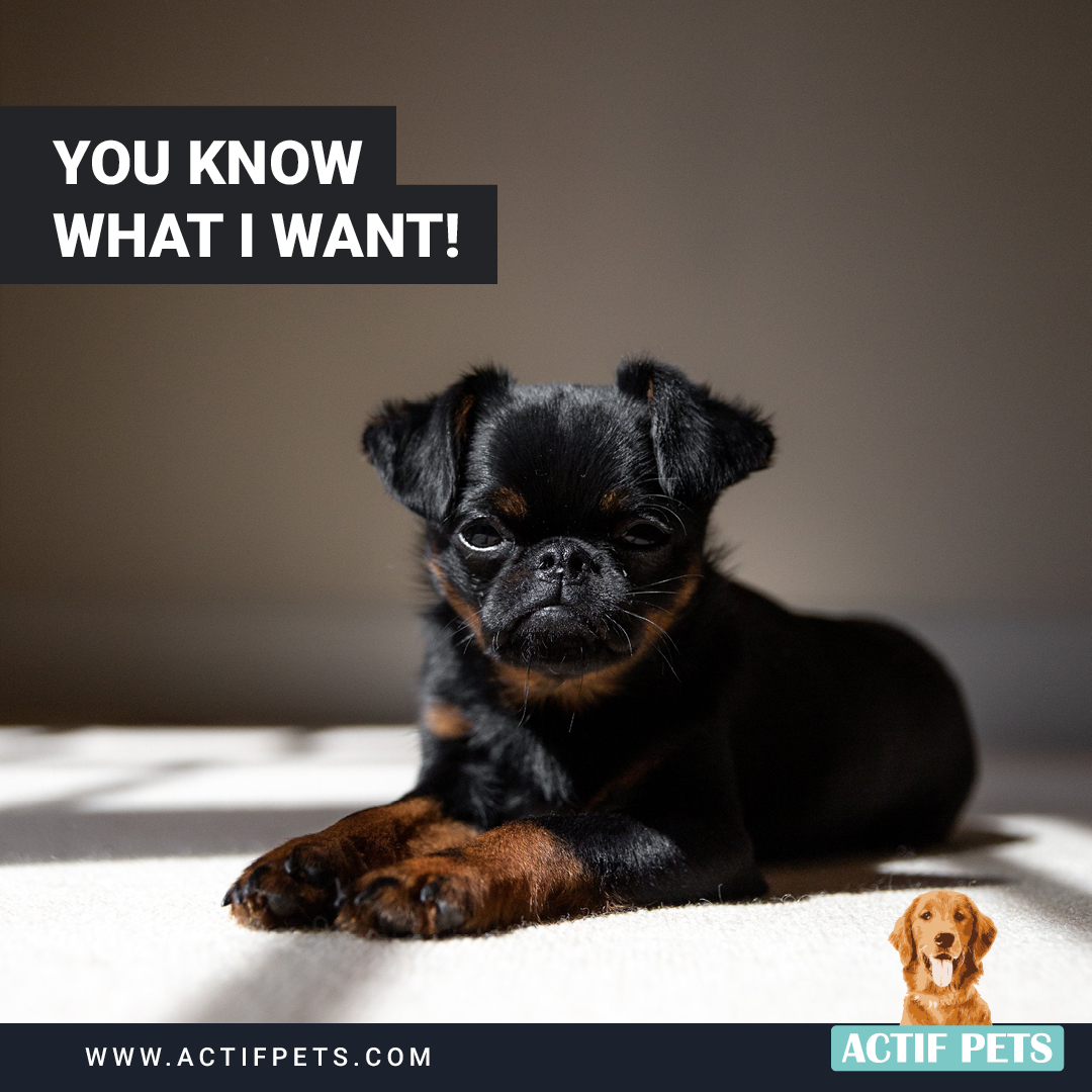 My Food! Favourite time of the day 🐶
-
-
-
#ActifPets #dogsnack #dogfood #naturaldogfood #snacktime #petwellness #petwellbeing #petfoods #petnutrition #healthpets #doglovers #realpetfood #humangradedogfood #rawfed #dogmealprep #dogfoodrecipes 

actifpets.com