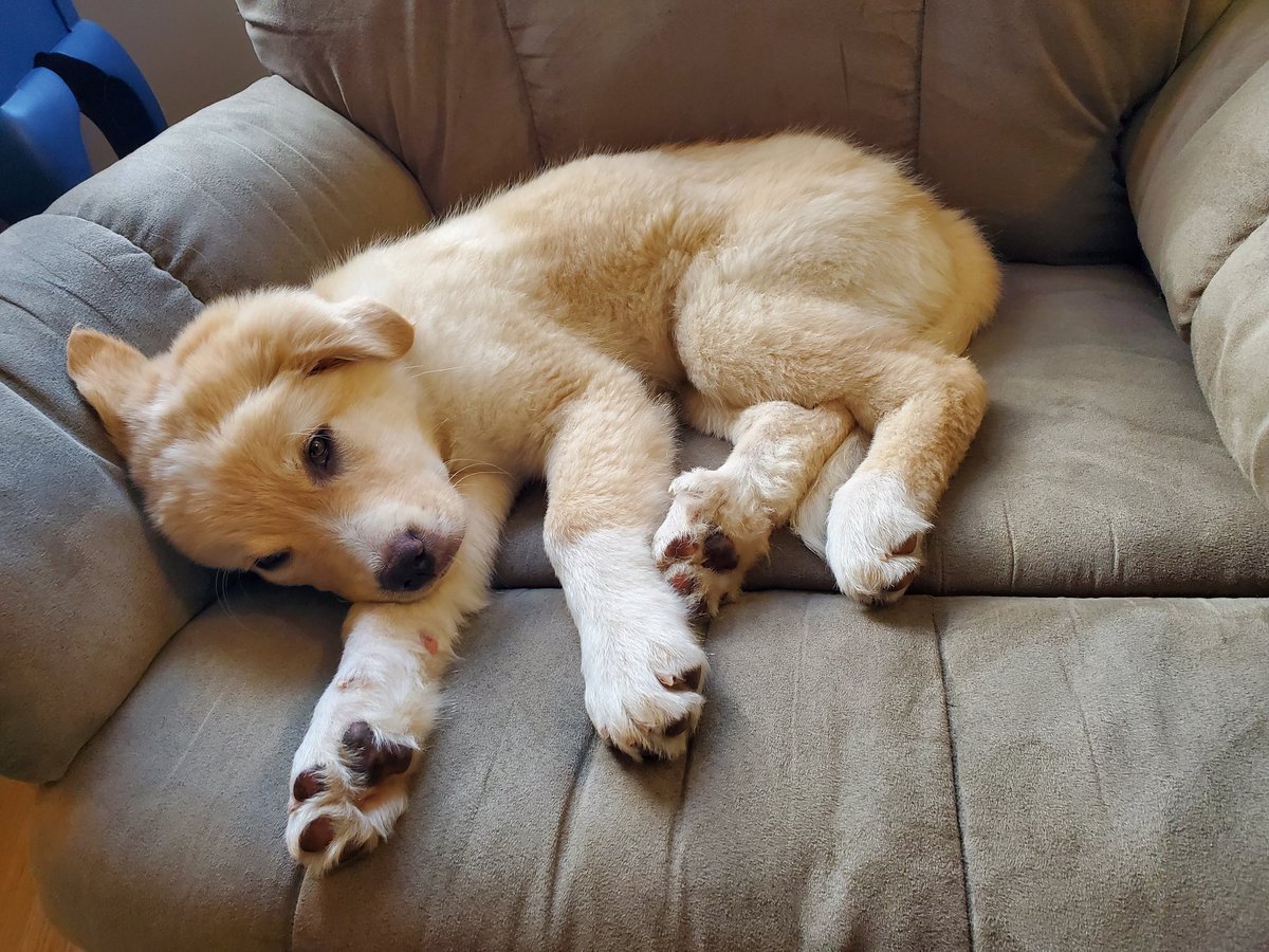 The home office manager is not looking too motivated this snowy Monday morning 🐶