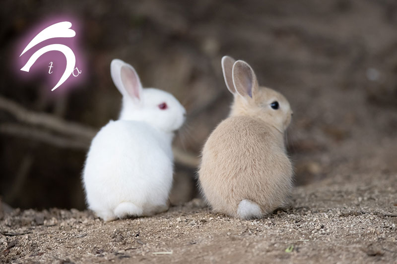 可愛すぎる💞🥰 ＃けつようび 仔うさぎちゃんのちっぽ、たまらなく好き